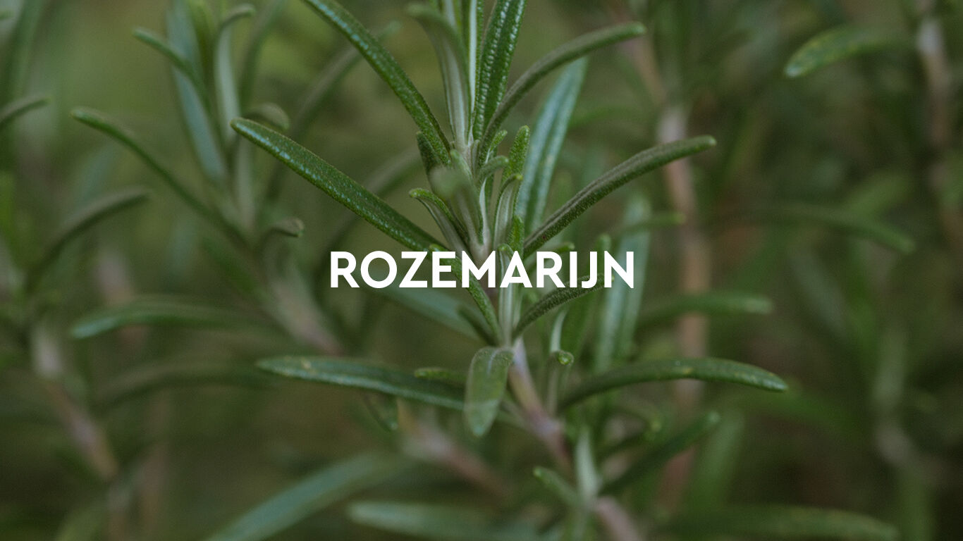 Close-up van takjes rozemarijn met tekst erboven: Rozemarijn.